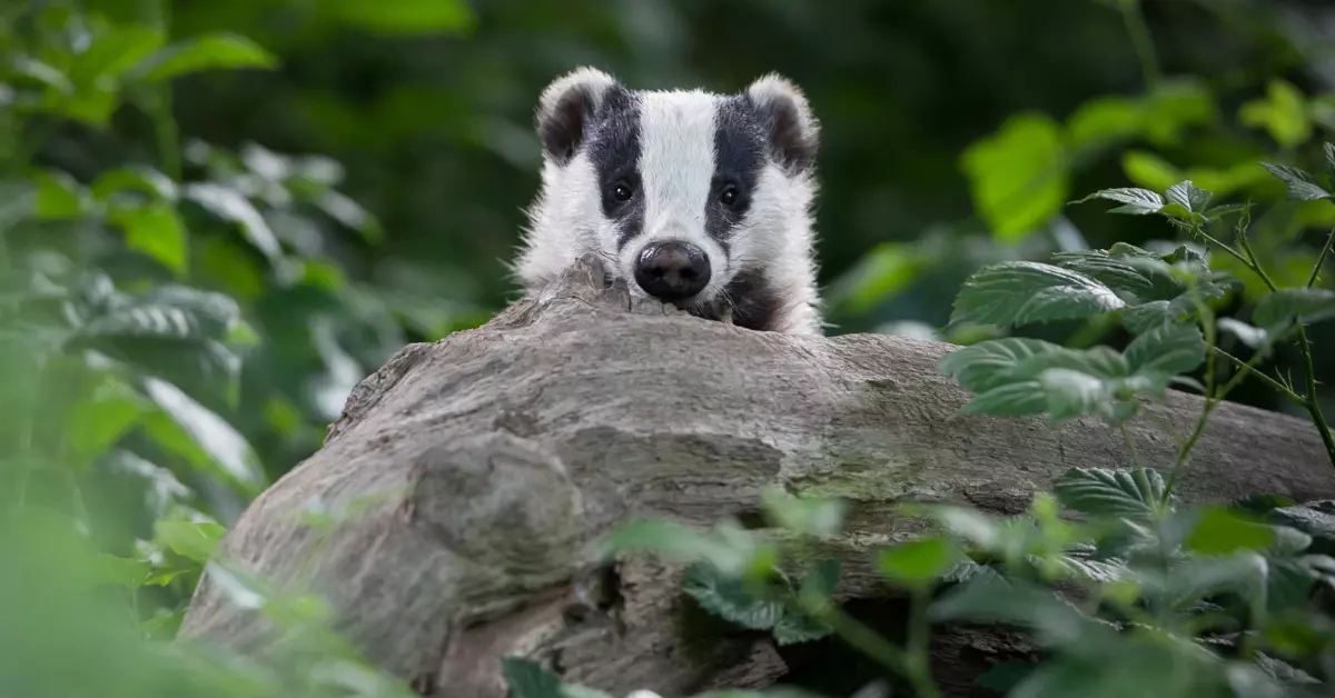 A badger in the woods. 