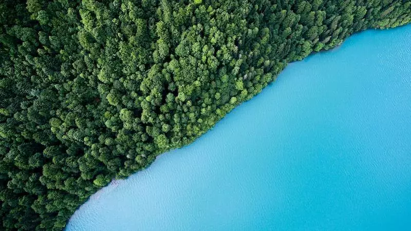 Birdseye view of a forest meeting a blue water's edge. 