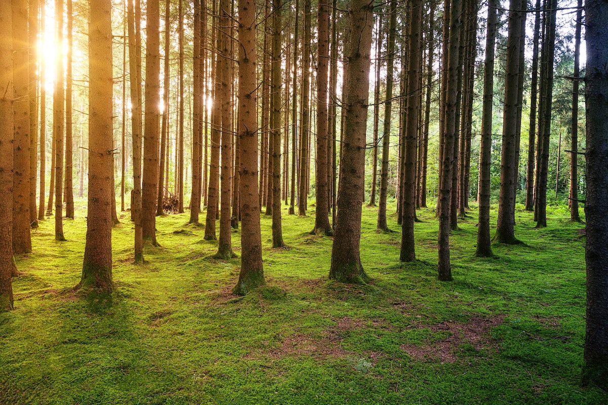 A view of tall trees in the forest with the sunshine streaming through. 