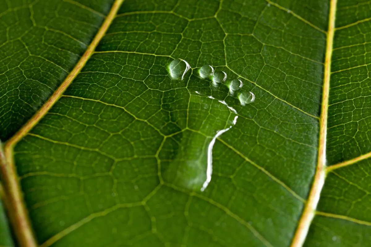Water footprint on a leaf
